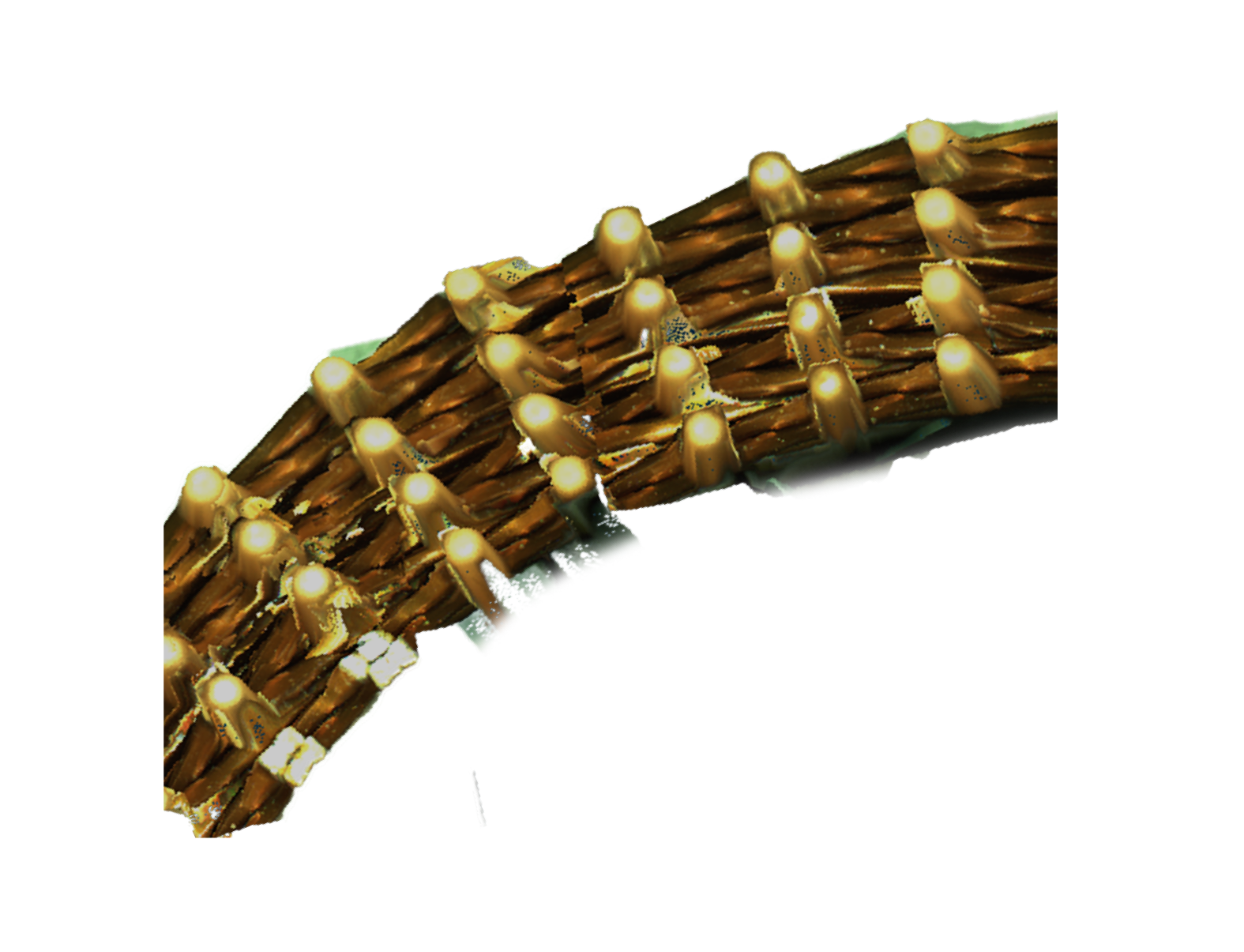 Light Field 장비 이미지